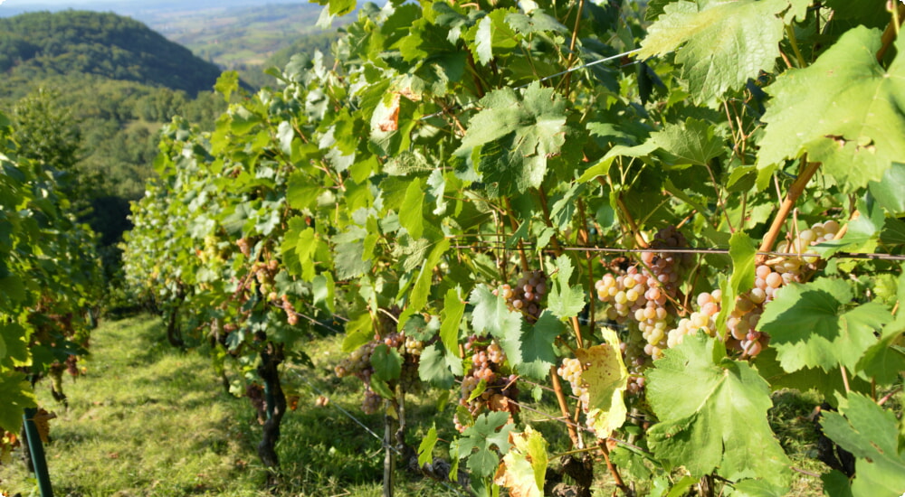 Exploring the vineyards: best things to do